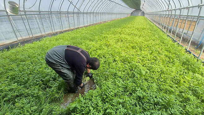 지난 11일 오전 대구 동구 미곡동 자리미농원 비닐하우스에서 류태환씨가 낫으로 미나리를 수확하고 있다. 조윤화 기자