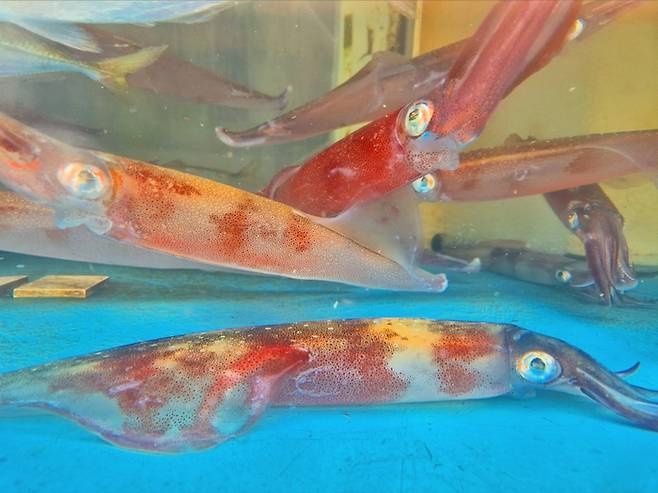 울릉도 오징어. 홍준기 기자