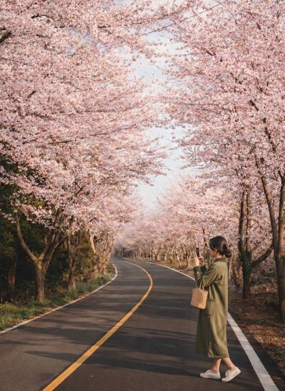 성산읍 신풍리 벚꽃터널. 이하 사진 제주관광공사 제공.