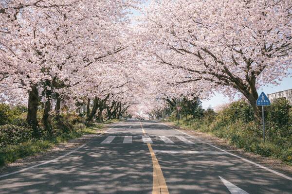 애월읍 장전리 벚꽃길.