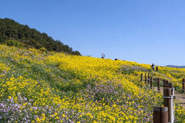 조천읍 함덕리 서우봉 유채꽃