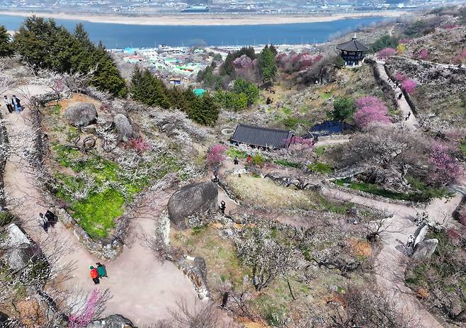 지난 9일 전남 광양시 다압면 매화마을에서 상춘객들이 꽃놀이를 즐기고 있다. /연합뉴스