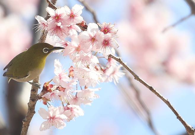 지난 10일 부산 수영구 배화학교에서 동박새가 활짝 핀 벚꽃 꿀을 따 먹으며 봄소식을 전하고 있다. /뉴스1