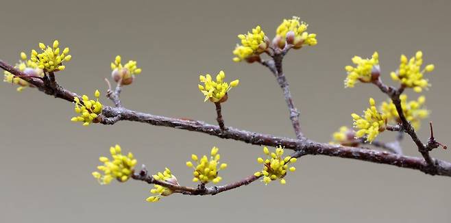 꽃망울을 터뜨린 노란 산수유꽃
