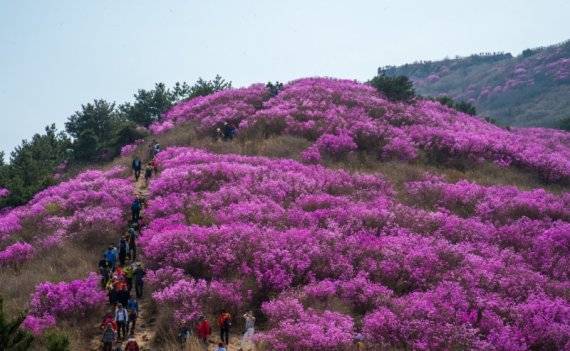 영취산 정상 부근에 무리지어 핀 진달래