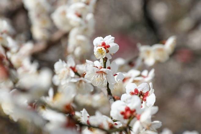 광양매화마을에 활짝 핀 매화꽃