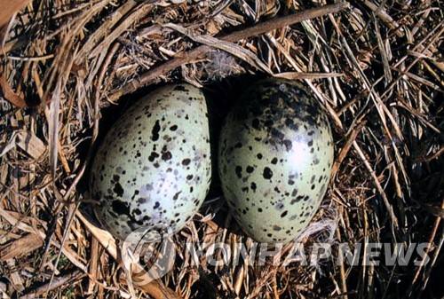 괭이갈매기알 [연합뉴스 자료사진]