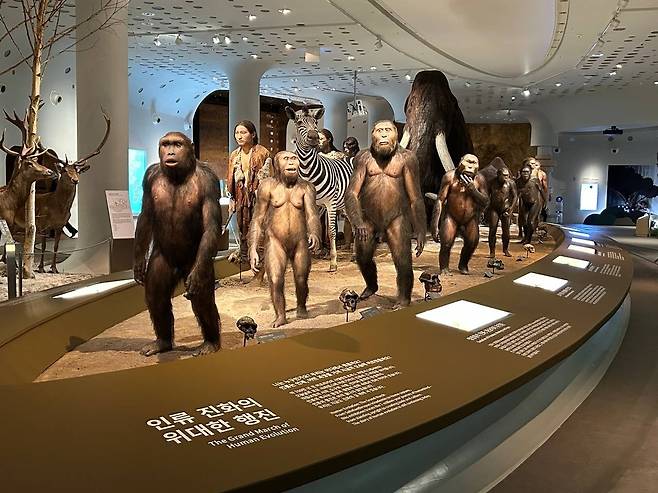 '인류 진화의 위대한 행진'      (연천=연합뉴스) 김예나 기자 = 12일 경기 연천군 전곡선사박물관 상설전시실 모습. 2026.3.12
    yes@yna.co.kr