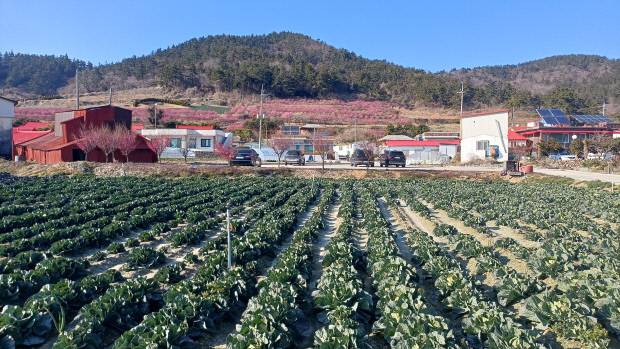 조희룡 적거지를 품은 이흑암리 풍경. 양배추밭과 어우러져 멋스럽다