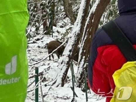 2024년 한라산에 나타난 멧돼지(제주소방본부 제공. 재판매 및 DB금지)/뉴스1