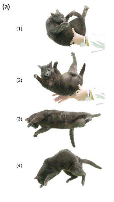 살아있는 고양이 두 마리를 90㎝ 높이에서 떨어뜨려 고양이의 움직임을 촬영했다. 고양이들은 오른쪽으로 회전하는 빈도가 압도적으로 높았다. 히구라시 야스오/해부학 기록 제공