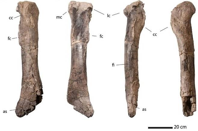 초기 거대 티라노사우루스류 공룡의 것으로 추정되는 정강이뼈. /사진=연합뉴스