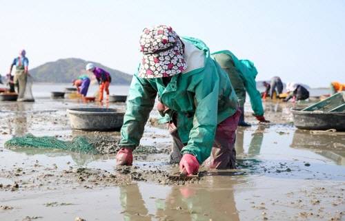 바지락을 수확하고 있는 어민들.