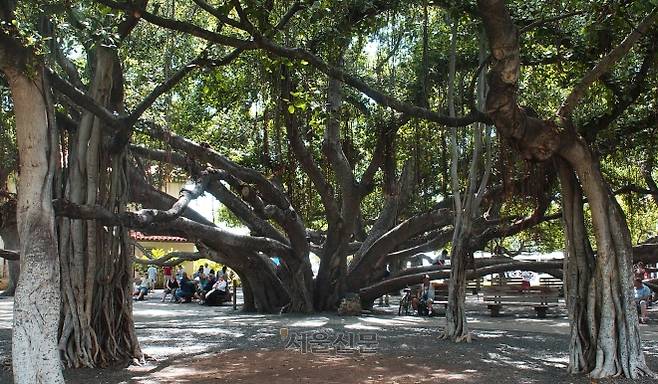 마우이섬의 반얀트리.
