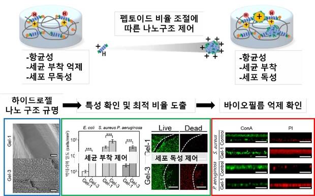 펩토이드 비율 조절에 따른 나노구조 및 기능 변화 모식도.GIST 제공