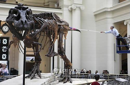 '가장 크고, 가장 완벽하고, 가장 유명한' 티라노사우루스 렉스 수(Sue) 미국 시카고 필드박물관에 전시된 티라노사우루스 렉스 '수'(Sue) 화석 [연합뉴스 자료사진. 재판매 및 DB 금지]