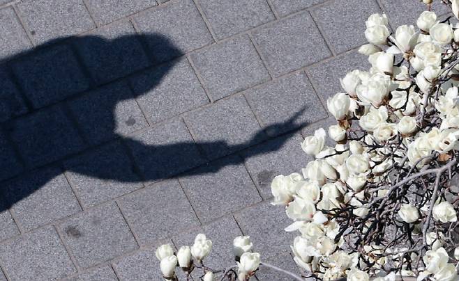 포근한 날씨를 보인 13일 부산 수영구의 한 아파트에서 시민이 휴대전화로 활짝 핀 목련을 찍고 있다. (사진=뉴시스)