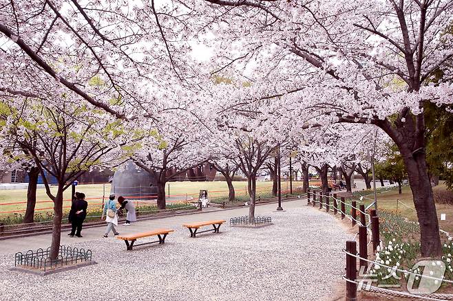 김해 연지공원 벚꽃.(김해시 제공. 재판매 및 DB금지)