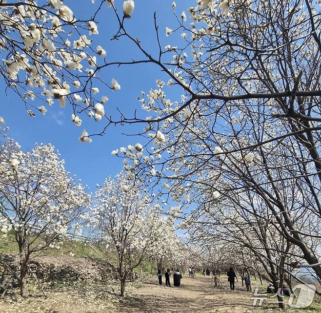 김해 시민의 숲 목련.(김해시 제공. 재판매 및 DB금지)