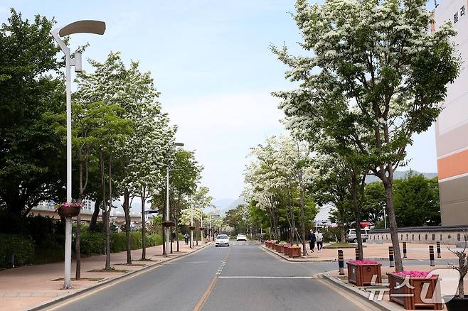 김해 가야의 거리 이팝나무.(김해시 제공. 재판매 및 DB금지)