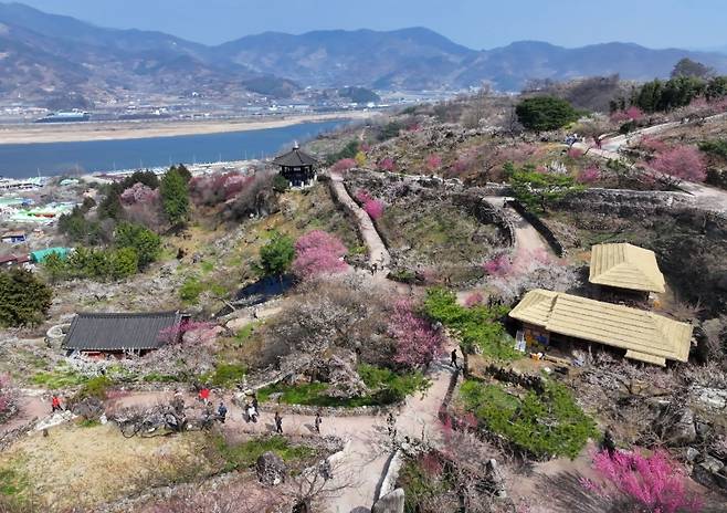 ▲봄이 온 광양 매화마을[연합뉴스]