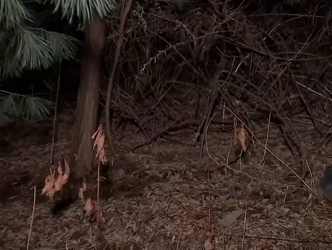 A씨가 B씨의 시신을 유기한 경기 포천 고속도로 인근 풀숲. MBN 보도화면 캡처