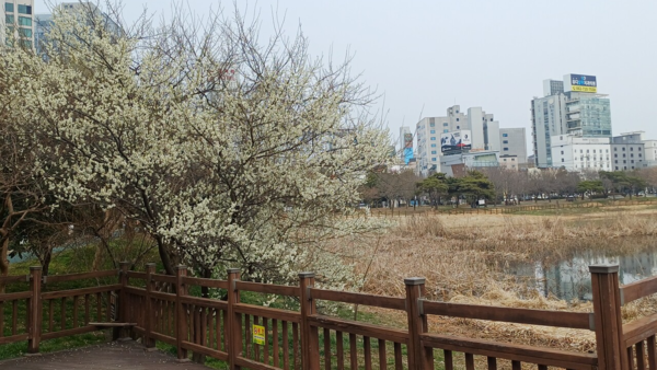 지난 14일 운천저수지 수변공원 저수지 근처에 핀 매화나무의 모습. 김현수 기자