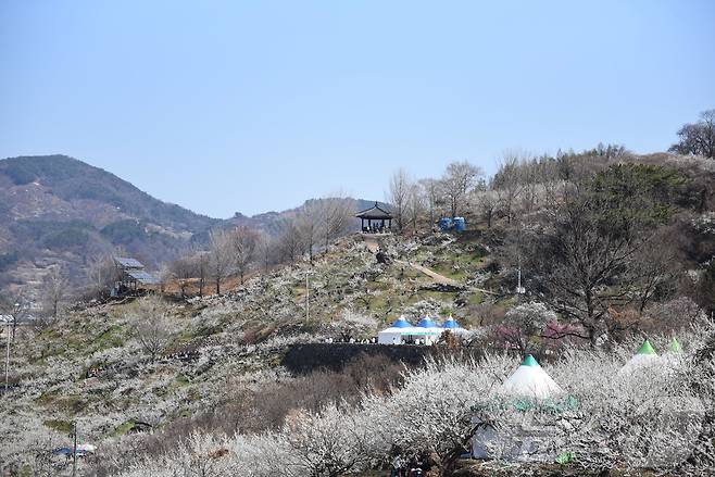 15일 매화축제가 열리고 있는 광양시 다압면 매화마을 일원. 2026.3.15 ⓒ 뉴스1 김성준 기자