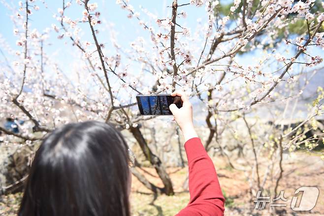 15일 광양매화축제장을 찾은 상춘객이 매화꽃을 촬영하고 있다.20206.3.15/뉴스1