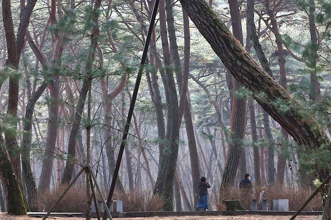 청령포 숲은 2004년 산림청이 천 년의 숲으로 지정했다.
