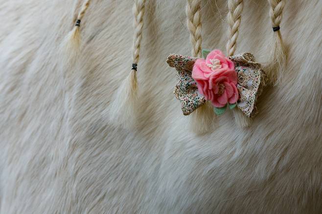 포니의 갈기에 어린이가 달아준 리본이 걸려 있다.