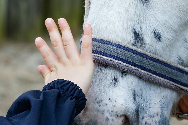 15일 경기 과천시 렛츠런파크 서울에서 열린 ‘2026 포니랜드 포니 체험’에서 한 어린이가 포니의 얼굴을 쓰다듬고 있다.