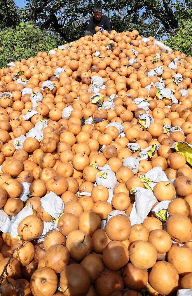 ▲&nbsp;지난 2024년 인천 남동구 한 과수원에 버려진 배가 쌓여 있다. 장기간 이어진 폭염으로 배 껍질이 강한 햇빛에 검게 타버리는 일소 피해가 속출한 탓이다. /인천일보DB