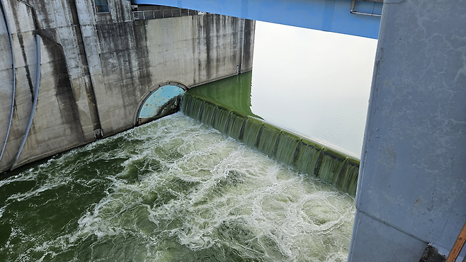 ▲녹조가 발생한 낙동강물이 4대강 함안보 수문을 통해 하류로 방류되고 있다. (사진=강찬수 기자)