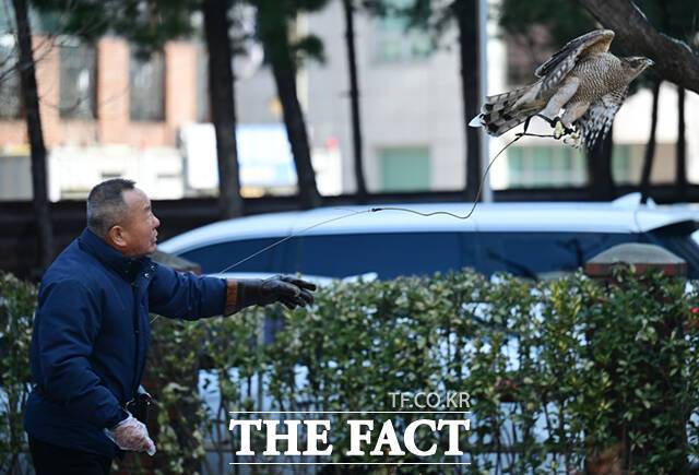 이 씨가 매를 근처 나무로 날렸다가 팔에 돌아와 앉으면 먹이를 주는 '날밥' 훈련을 하고 있다.