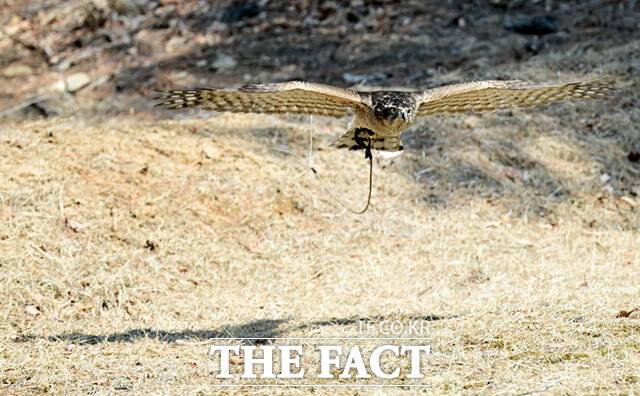 다래가 근처 훈련장에서 날개를 활짝 핀 채 먹잇감을 향해 비상하고 있다.