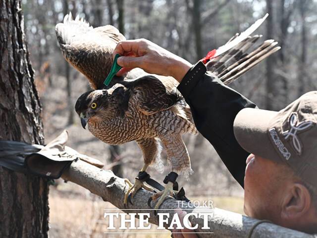 이 씨가 다래의 털갈이를 앞두고 깃털에 기생하는 벌레 제거를 위해 약을 뿌리고 있다.