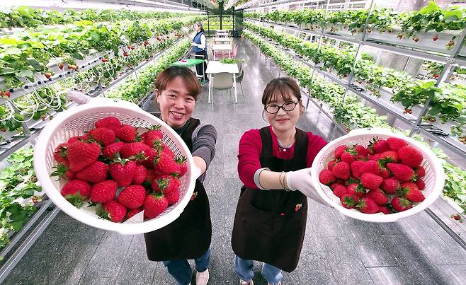 대전시 서구 둔산동 폐지하보도에 스마트팜이 들어섰다. (주)모던이 대전시에서 임차해 만든 이곳에서는 딸기와 채소 등을 기른다. 김성태 객원기자