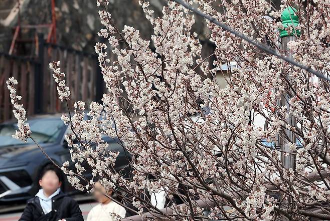 지난 15일 부산 부산진구의 한 주택가에서 벚꽃이 활짝 핀 모습. [뉴시스]