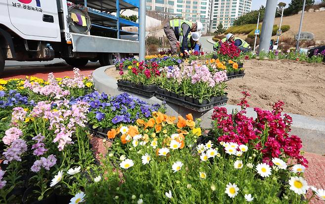 Workers plant various spring flowers along a roadside flower bed in Busan on March 16. [YONHAP]
