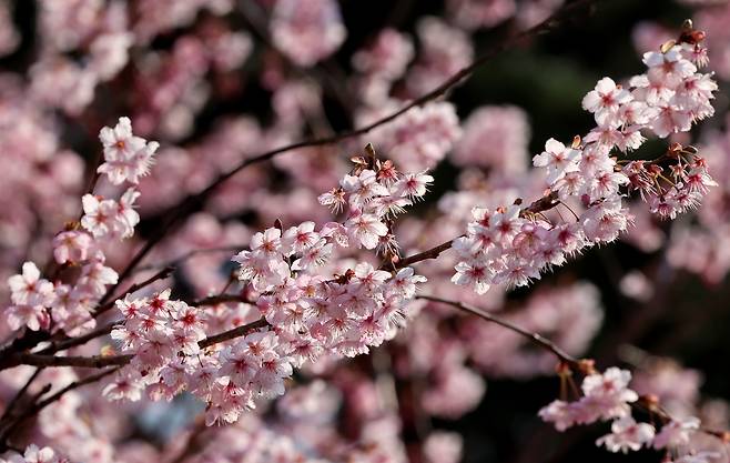 Cherry blossoms bloom in Busan on March 9. [YONHAP]