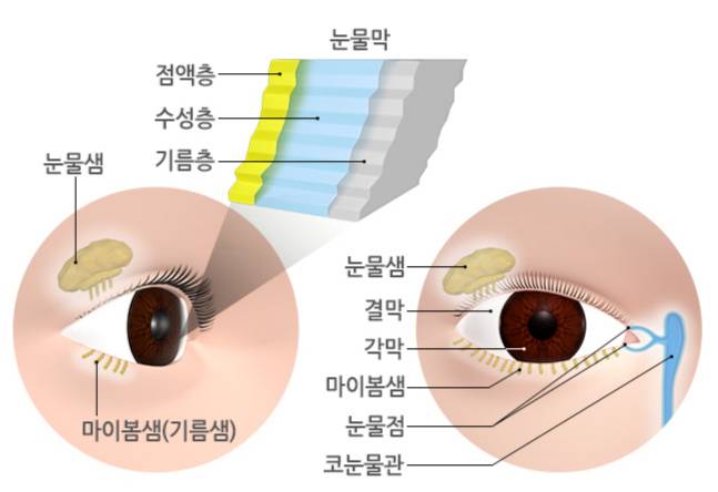 눈물막과 눈물기관의 구성. 눈물막 3개층 가운데 어느 한 층이라도 문제가 생기면 전체적인 눈물막의 질이 떨어진다. /자료=국가건강정보포털