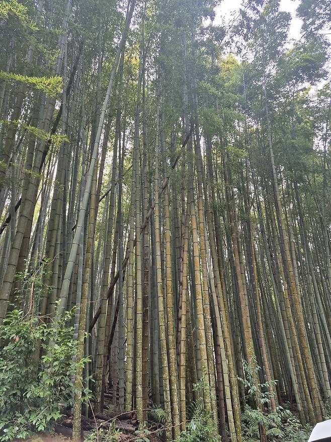 대나무 숲