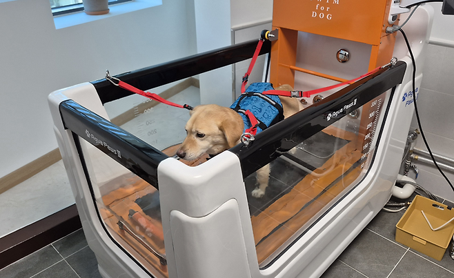 22일 오후 관음동물교육센터 2층 동물재활운동센터에서 반려견이 수중 트레드밀 위를 걸으며 재활운동을 시연하고 있다. 조윤화기자