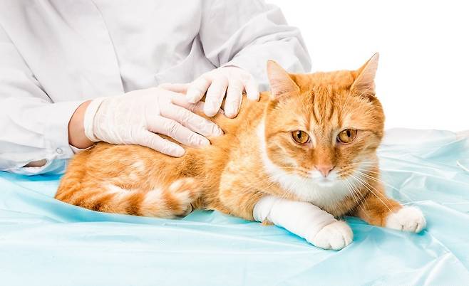 24시 넬동물의료센터는 고양이 뇌질환 '키아리 유사 기형'을 진단하고 수술로 개선한 사례를 국제 학술지에 게재했다고 밝혔다(클립아트코리아, 사진은 기사 내용과 무관함). ⓒ 뉴스1