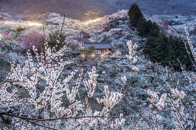 지난 15일 전남 광양 매화마을에 하얀 매화가 가득하다./박상훈 기자