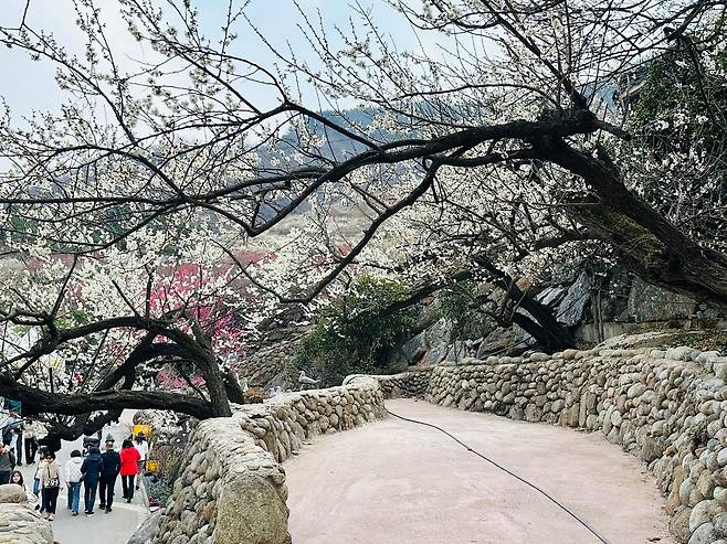 전남 광양시 섬진강변 33만㎡(약 10만평)를 무대로 펼쳐지는 광양매화축제장 전경. 올해는 오는 22일까지 광양시 다압면 매화마을 일대에서 열린다. [사진 광양시]