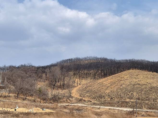 지난 16일 경북 안동시 일직면 한 야산이 산불 피해로 고사한 나무들로 빼곡히 채워져 있다. 한 야산은 피해목 제거사업으로 '흙산'으로 변한 모습이다. 김정석 기자