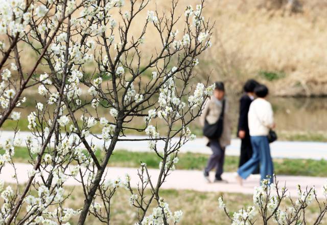 ▲ 완연한 봄 날씨를 보인 16일 오후 광주 서구 광천동 광주천변에서 시민들이 산책하고 있다. 연합뉴스