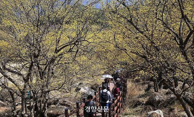낮기온이 18도까지 오른 17일 산수유꽃 군락지인 전남 구례군 산동면 반곡마을에서 가벼운 옷차림의 상춘객들이 산유유 꽃길을 걸으며 봄을 한껏 즐기고 있다. [사진/구례군청 김인호씨 제공]